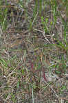 Coastal sand spurge